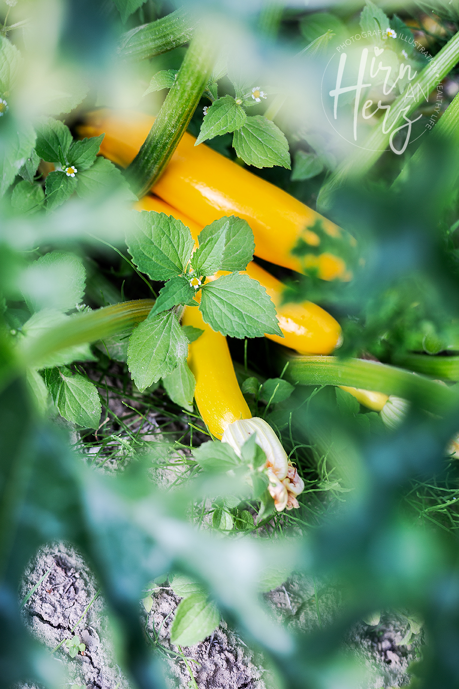 Zucchini-Impression